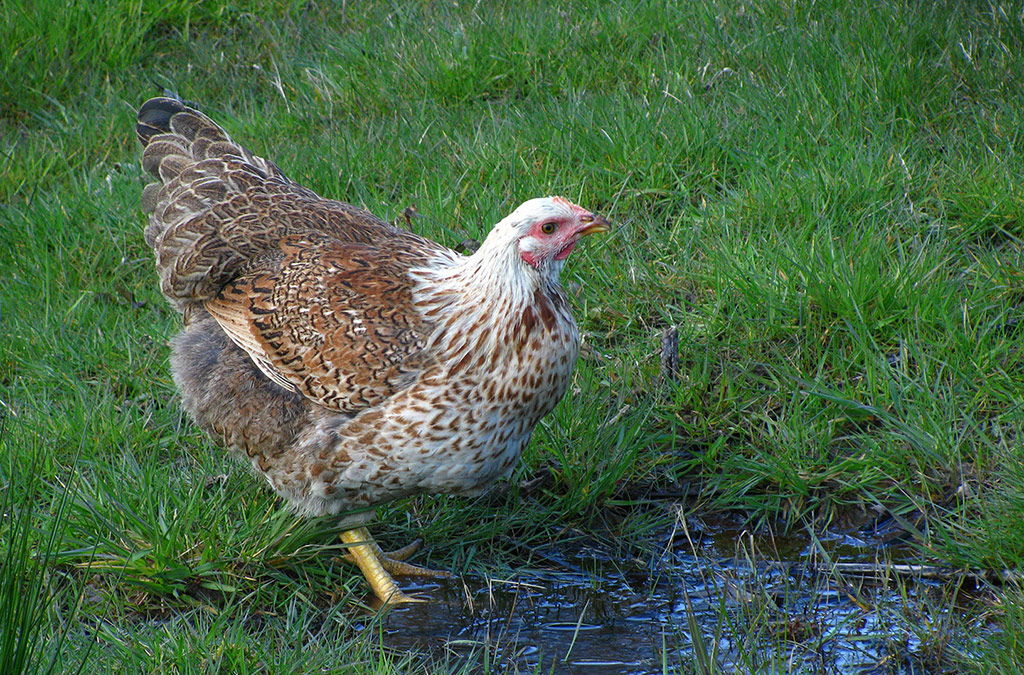 Farm-Bred Chicken Slaking Thirst