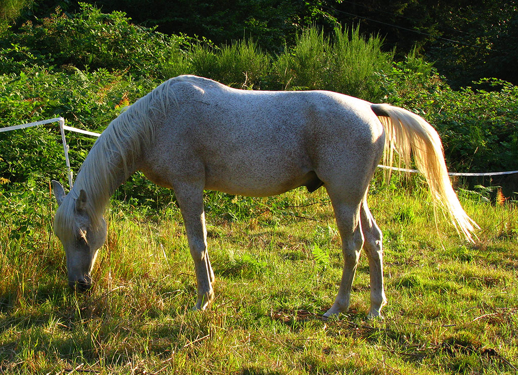 Ice, Arabian Gelding