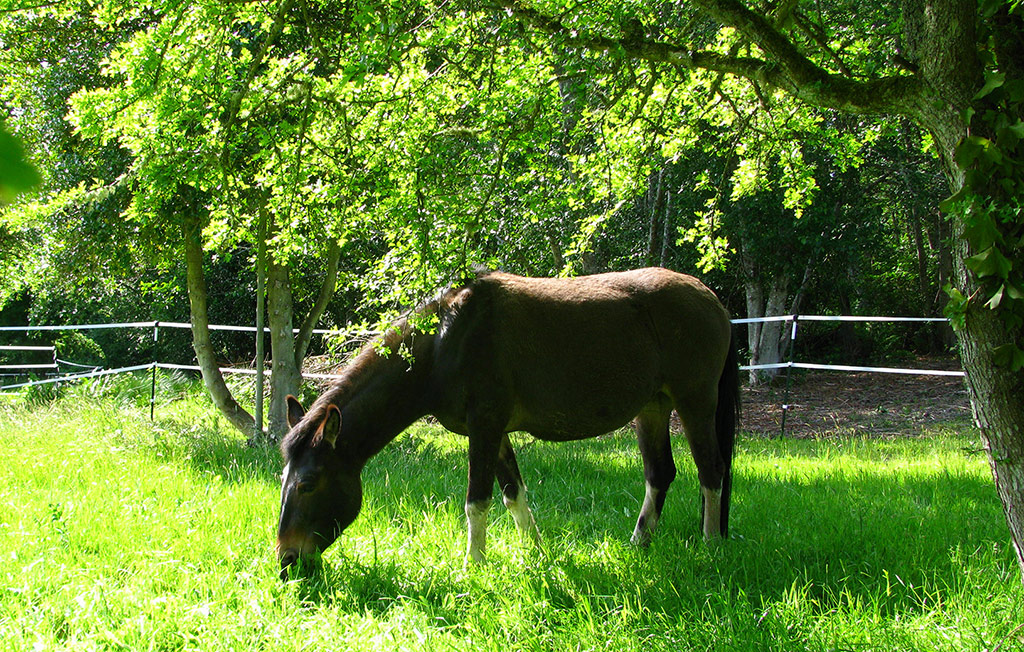 Umber, Tennessee Walker Mule