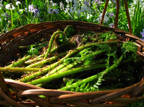 A basket of freshly-gathered fiddleheads. 