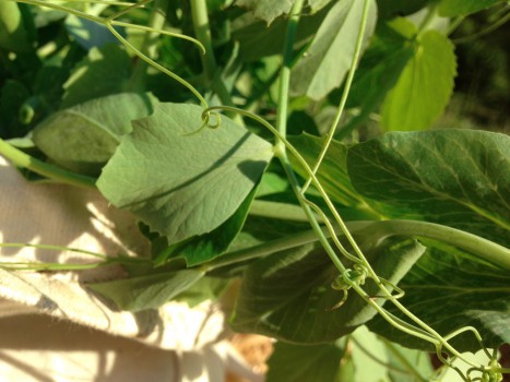 Pea Vines