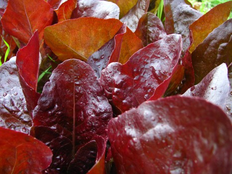 Rouge D'Hiver Lettuce