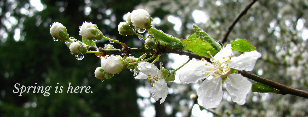 Spring is here. Spring is here.